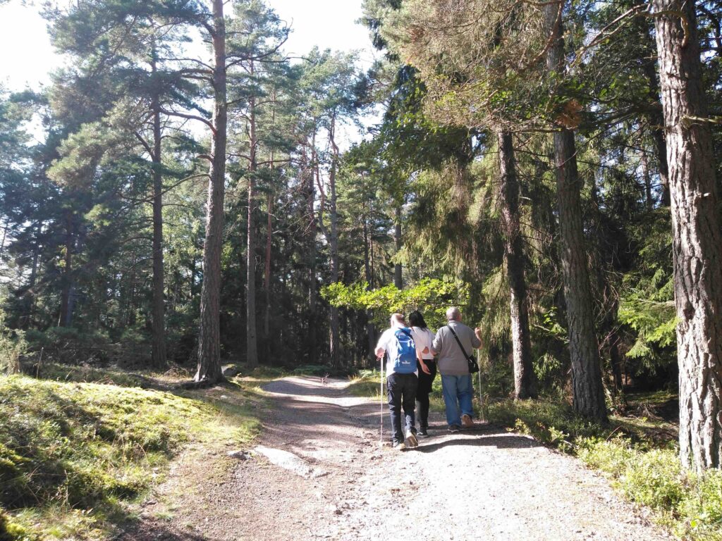 Un gruppo di viaggiatori cammina in un sentiero assolato, circondato da alti pini silvestri.